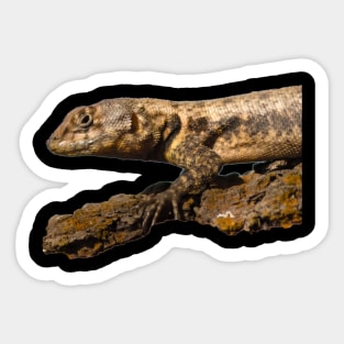 little lizard Sticker